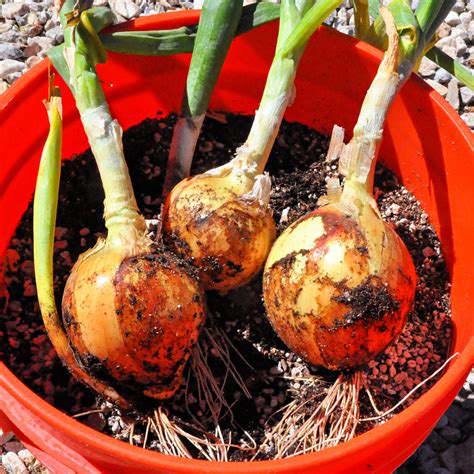 Square Foot Green Onion Guide Bunching Onions