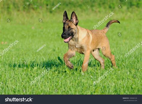 Belgian Shepherd Dog Puppy