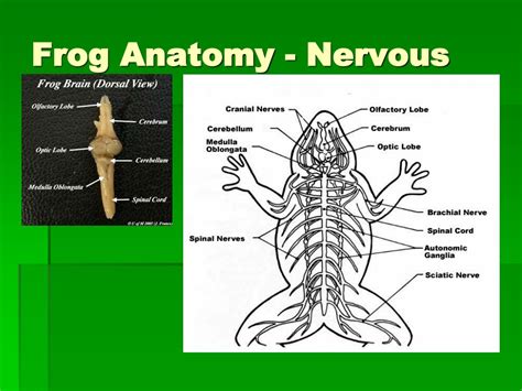 PPT - Phylum Chordata PowerPoint Presentation, free download - ID:9189941