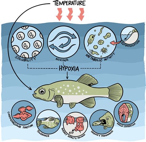Hypoxia and High Temperature as Interacting Stressors: Will Plasticity Promote Resilience of ...