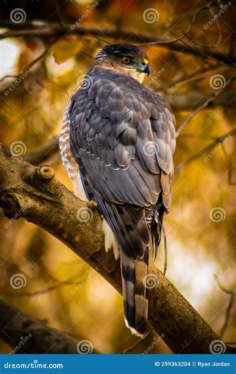 Eyes on you stock photo. Image of stalks, next, prey - 299363204