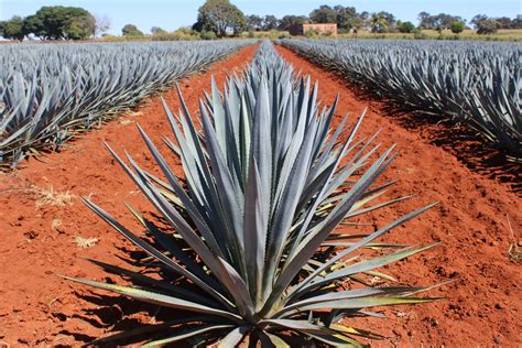 How Tequila Is Made From Agave at Beatrice Short blog