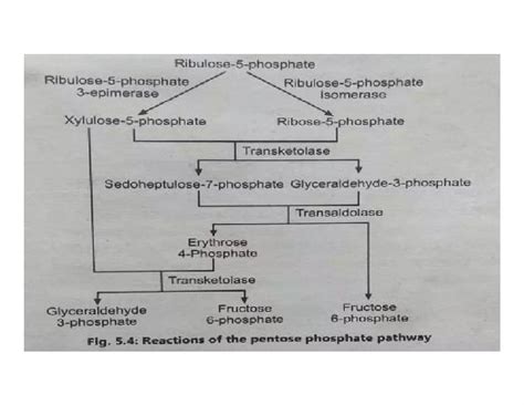 HMP Shunt | Hexose Monophosphate Pathway | Pentose Phosphate Pathway ...