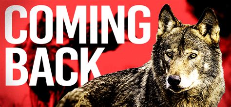 Image result for Wolves Come Back