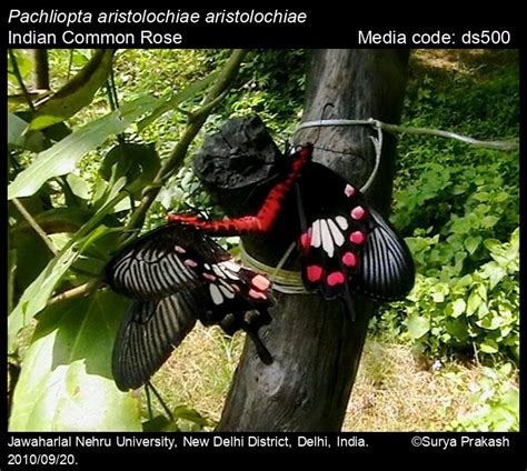 Pachliopta aristolochiae | Butterfly