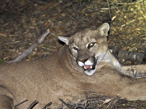 Pet Mountain Lion