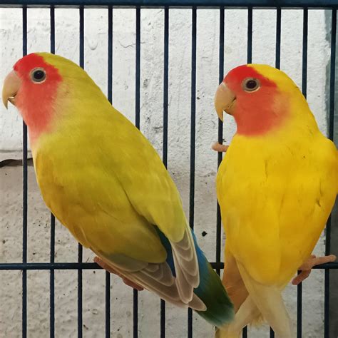 Lutino Peach Faced Lovebird
