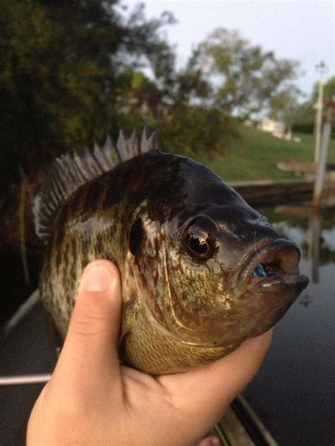 Image result for What Is a Shellcracker Fish