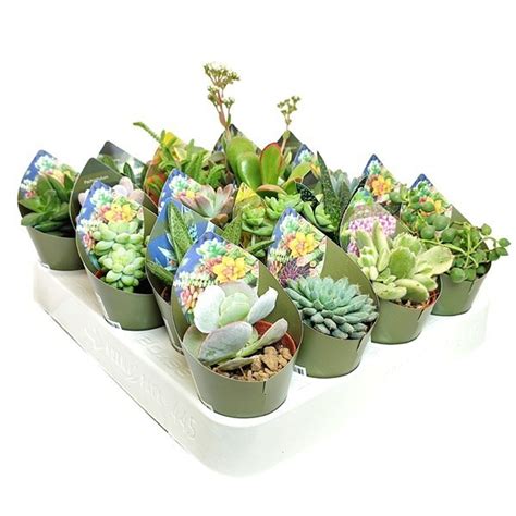 Succulents MIX — Plant Wholesale FlorAccess