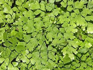 Kapebonavista Kapebonavista Adiantum tenerum Brittle Maidenhair Fern ...