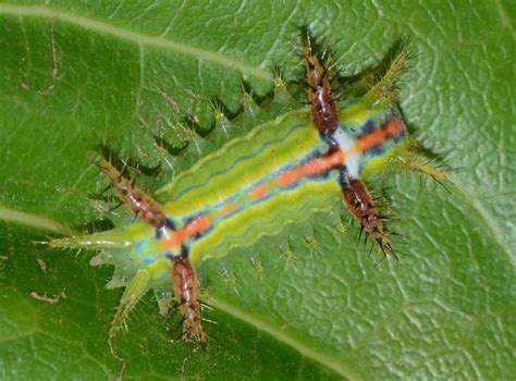 Insect Pests