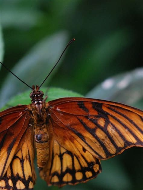 8 Insects That Are Useful To Us | Times Now