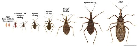 Kissing Bug Wallpapers - Wallpaper Cave