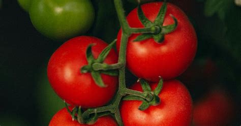 8 high-profit summer fruits you can grow in your kitchen garden