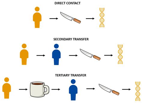 Preliminary Study: DNA Transfer and Persistence on Non-Porous Surfaces ...