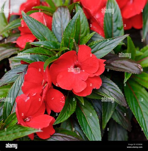 New guinea impatiens hi-res stock photography and images - Alamy