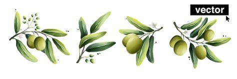 Vector olives watercolor style illustration vector illustration of ...