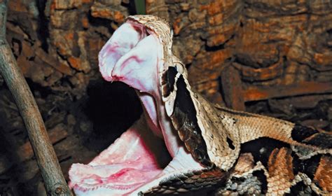 Gaboon Viper Snake Bite 的图像结果