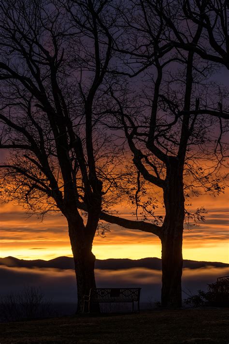 Sunset Silhouette Art Trees