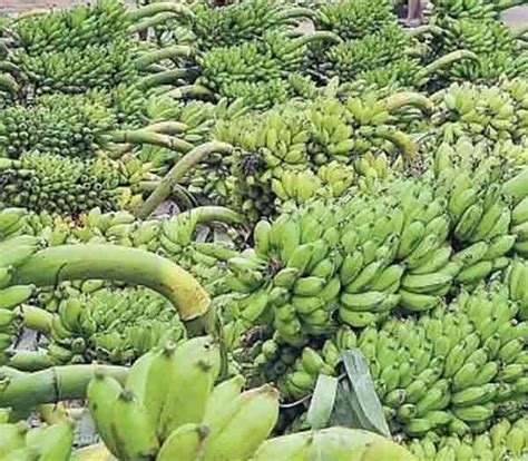 Kadapa Banana