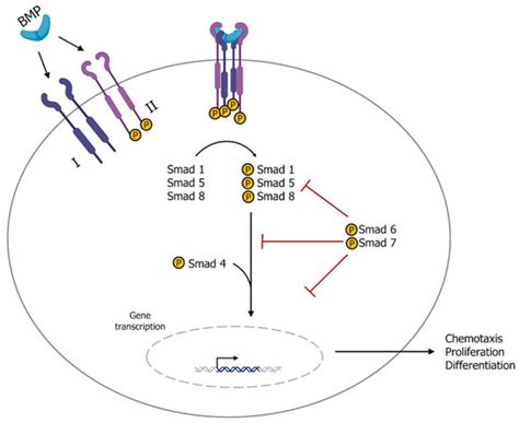 Progress in Regenerative Medicine: Exploring Autologous Platelet ...