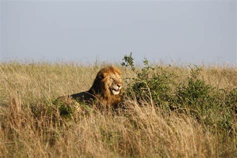 Kenya Tour Place | Best Tourist Place to visit in Kenya | HelloTravel