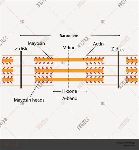 Structure Sarcomere Vector & Photo (Free Trial) | Bigstock