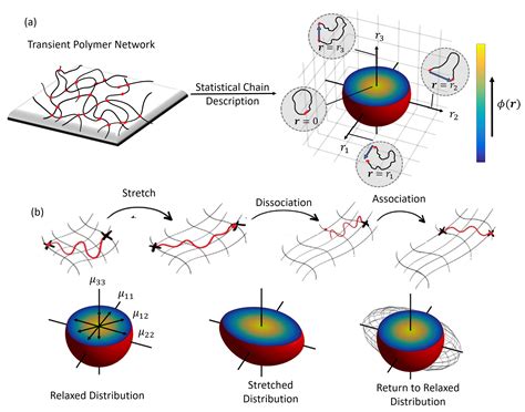 The Chain Distribution Tensor: Linking Nonlinear Rheology and Chain ...