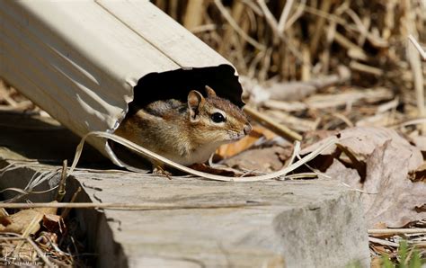 Do Chipmunks Hibernate? And Other FAQs About Chipmunks | Nature Notes Blog