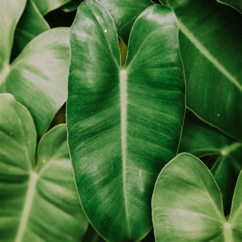 フィロデンドロン・バールマルクス philodendron burle marx - 植物/観葉植物
