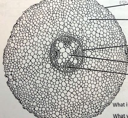 Image result for Root Python Diagram
