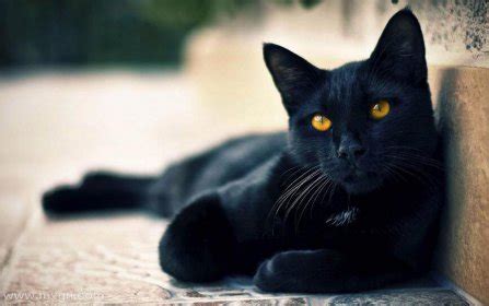 梦见一只黑猫是什么意思_周公解梦网