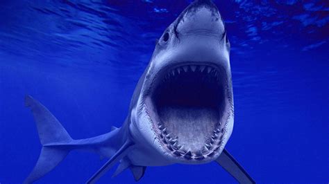 Shark Wallpaper HD | PixelsTalk.Net