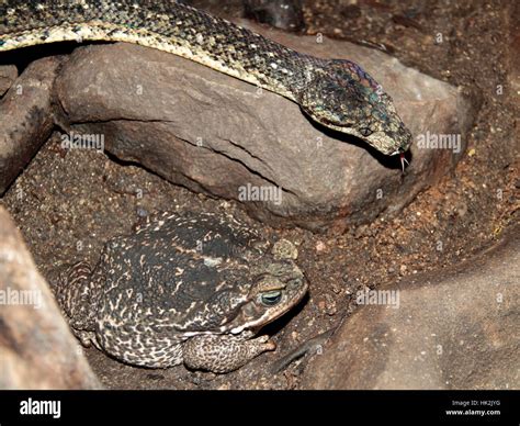 amphibians, snake, reptiles, toad, poikilotherm, cold blooded, macro ...