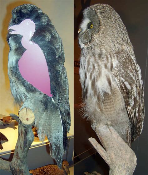 What Do Owls Really Look Like Without Feathers?