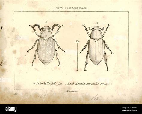 Oxygen depletion hi-res stock photography and images - Alamy