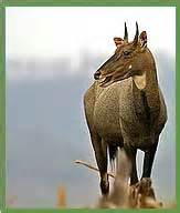 Mammals in India, Endangered Mammals in India, Verteberates in India ...