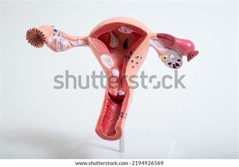 Image result for Making Female Reproductive Organ Model