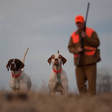 Quail Predators 的图像结果