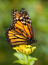 Image result for Butterfly Nectar Flower