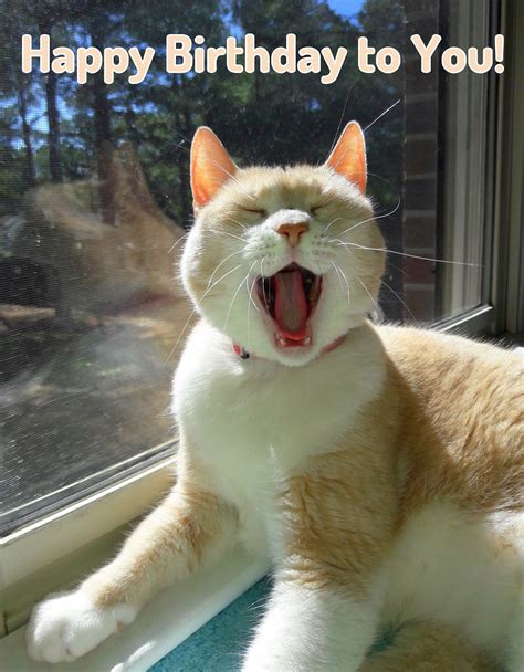 an orange and white cat yawns while sitting in front of a window with ...