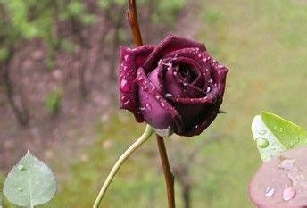 关于路易十四玫瑰的传说-168鲜花速递网