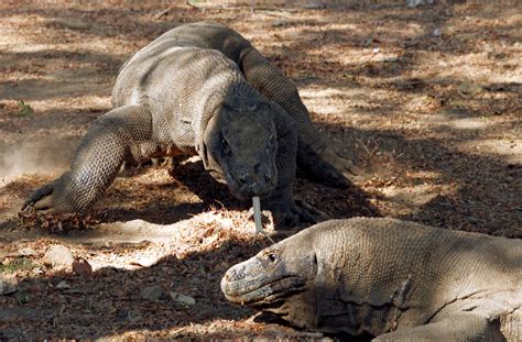 Genome study finds roots of Komodo dragon's speed and endurance - The ...