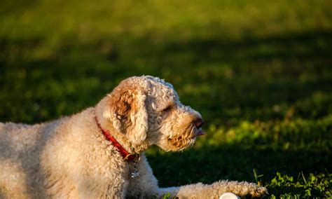 Dog Hemorrhoid Treatment at John Remaley blog