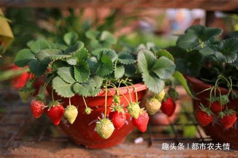 【图】盆栽草莓养殖方法 盆栽草莓种植技巧 - 装修保障网