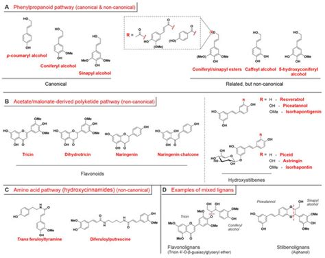 Lignin, the Lignification Process, and Advanced, Lignin-Based Materials