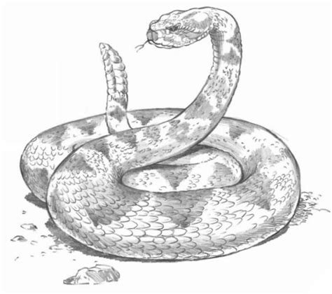 Drawings of Rattlesnakes | Artistic Depictions of a Unique Animal