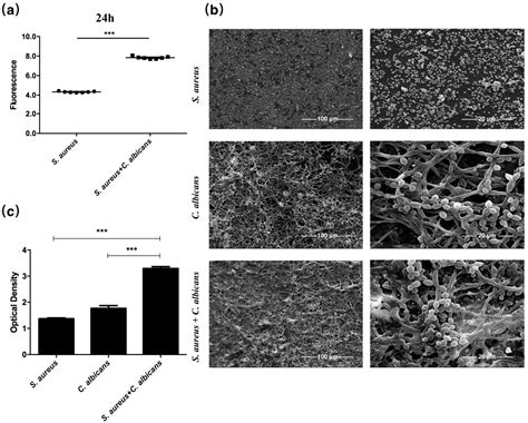 Staphylococcus aureus Synergized with Candida albicans to Increase the ...