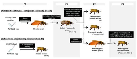 Genetics in the Honey Bee: Achievements and Prospects toward the ...