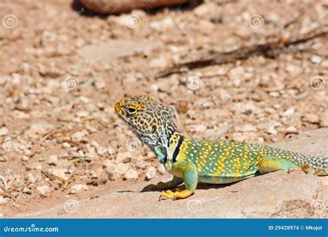 Image result for Eastern Collared Lizard